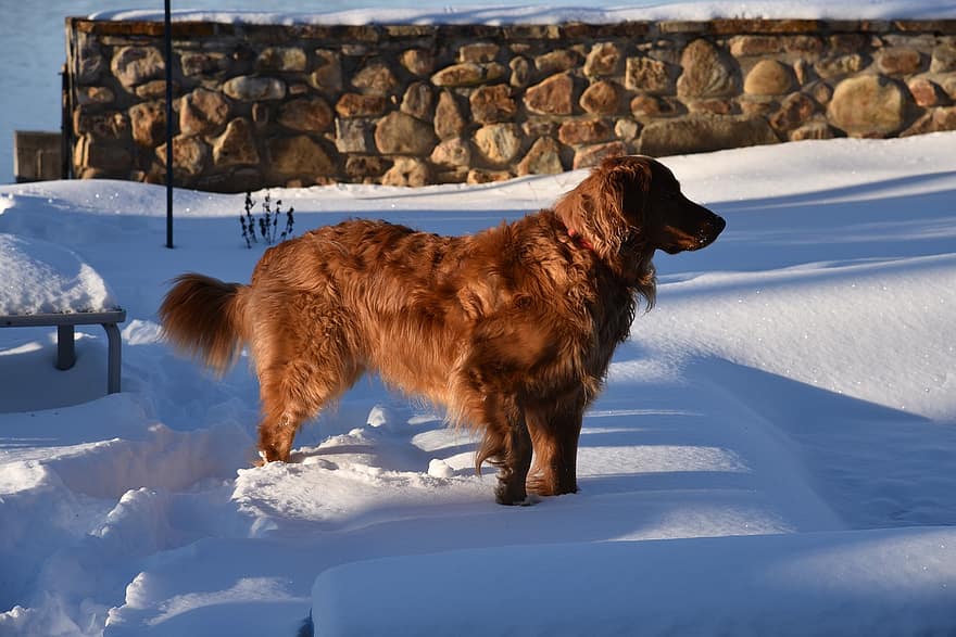 Pes, Zlatý retriever, domácí zvíře, sníh, psí, zvíře, srst, čenich, savec, portrét psa