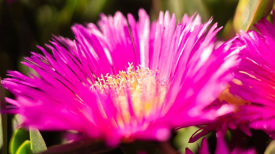 blomma, Hottentot-fig, natur, vår, botanik, växt, kronblad, tillväxt, närbild, sommar, rosa färg