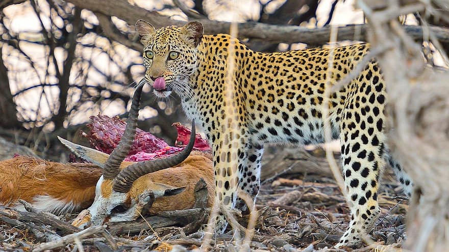 leopardi, namibia, Etelä-Afrikka, Kalahari, Afrikka, eläin, villikissa, iso kissa