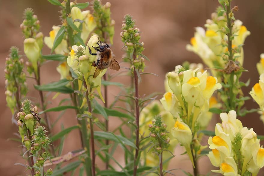 Bie, blomster, gul toadflax, insekt, dyr, linaria vulgaris, pollinering, planter, eng, natur