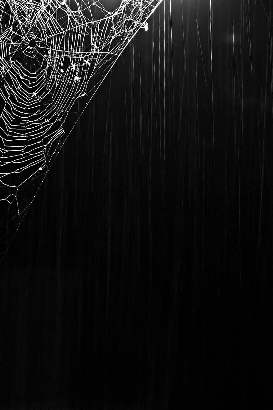 spindelvæv, mørke, regn, Regn, edderkoppespind, web, baggrund