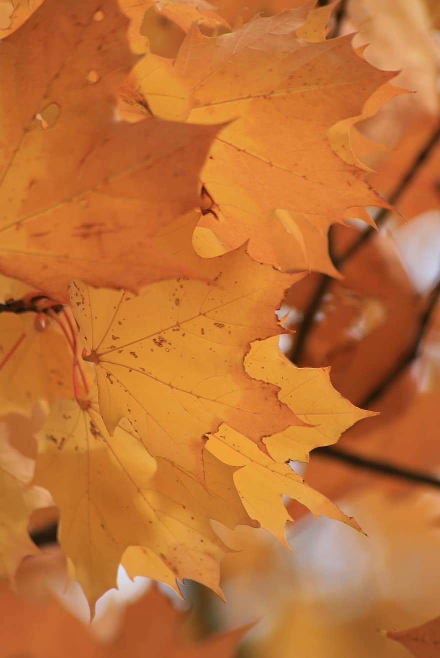 acero norvegese, le foglie, autunno, foglie gialle, foglie d'acero, foglie d'autunno, fogliame, ramo, pianta, albero, natura