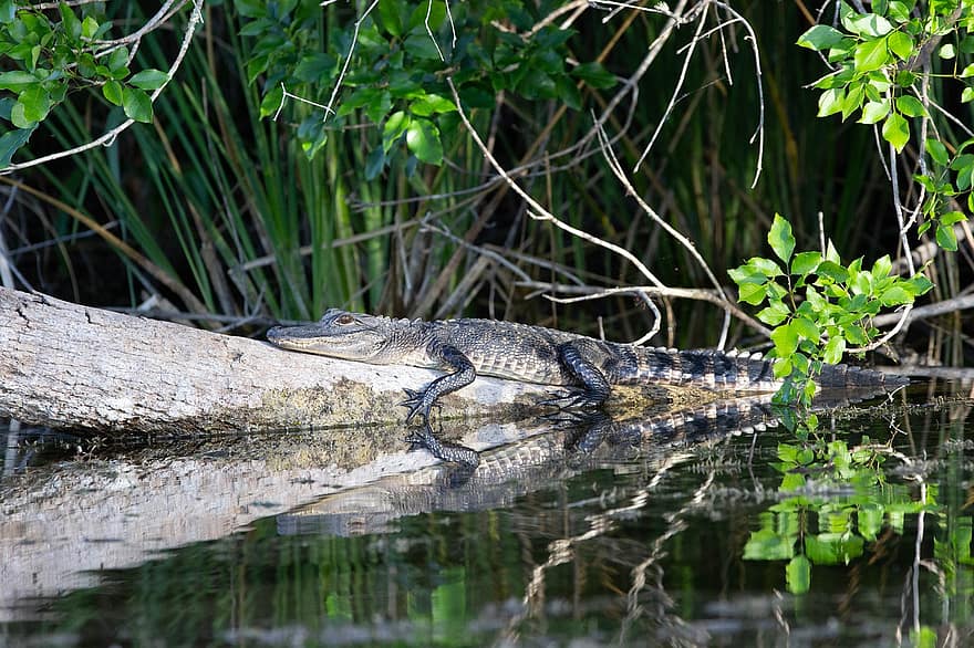 aligator, gator, krokodyl, gad, log, bagażnik samochodowy, dziki, bagno, jezioro, odbicie, Everglades