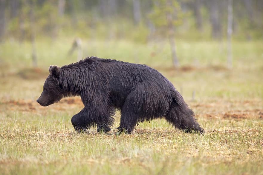 svart bjørn, Bjørn, dyr, altetende, rovdyret, farlig, pattedyr, natur, dyreliv, dyr fotografering
