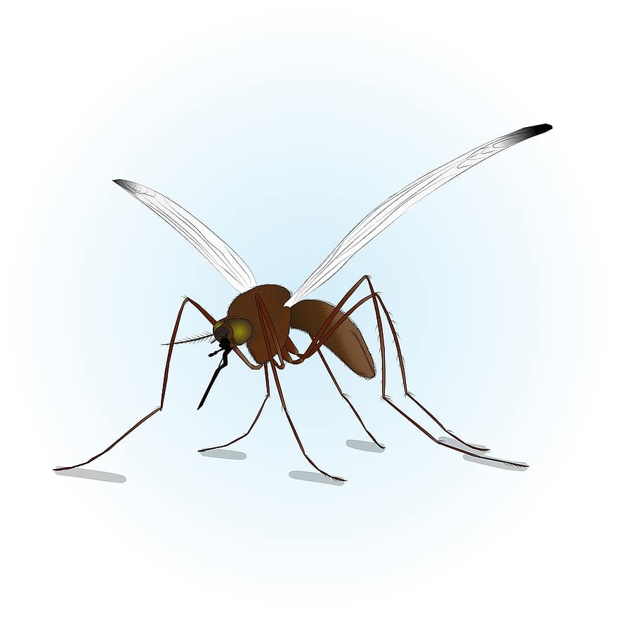 昆虫、蚊、昆虫学、デング熱