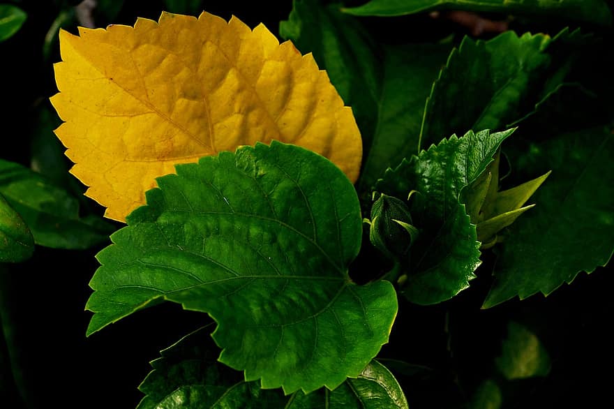 Hibiscus lapas, lapas, zaļumi, rudenī, zaļā krāsa, augu, tuvplāns, fona, dzeltens, svaigumu, vasarā