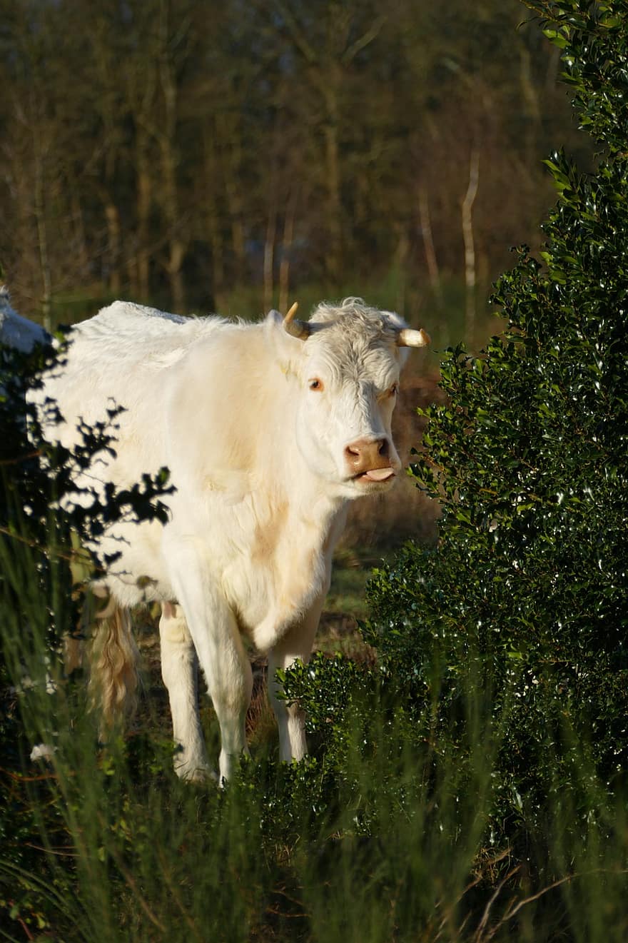 Cow, Ruminant, Horns, Mammal, Farm, Cattle, Forest, Fauna