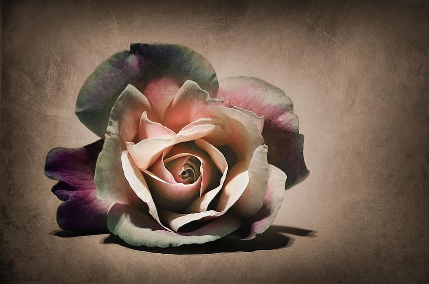 gėlė, rosa