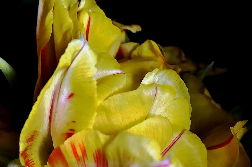 tulipán, virágok, csokor, kerti tulipánok, szirmok, virágzás, tavaszi virágok, növény, dekoratív, dekoráció