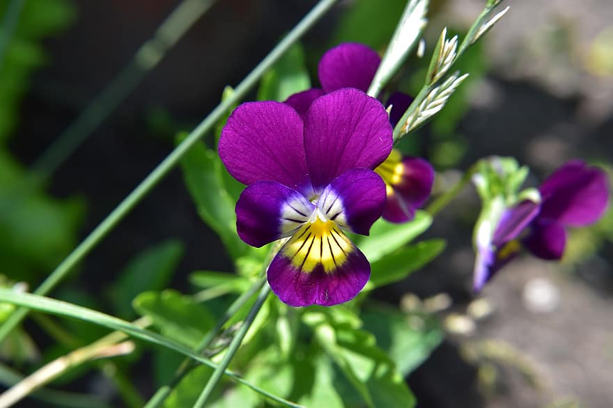 Flowers, Pansies, Purple Flowers, Petals, Purple Petals, Bloom, Blossom, Flora, Floriculture, Horticulture, Botany
