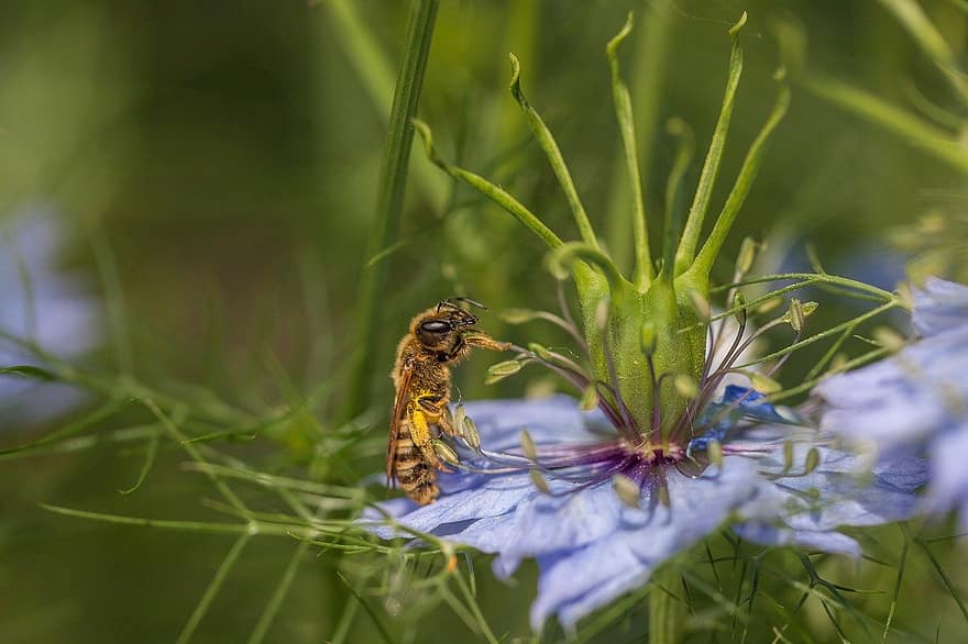abeille, insecte, fleur, la nature, nectar, nigelle, plante, macro