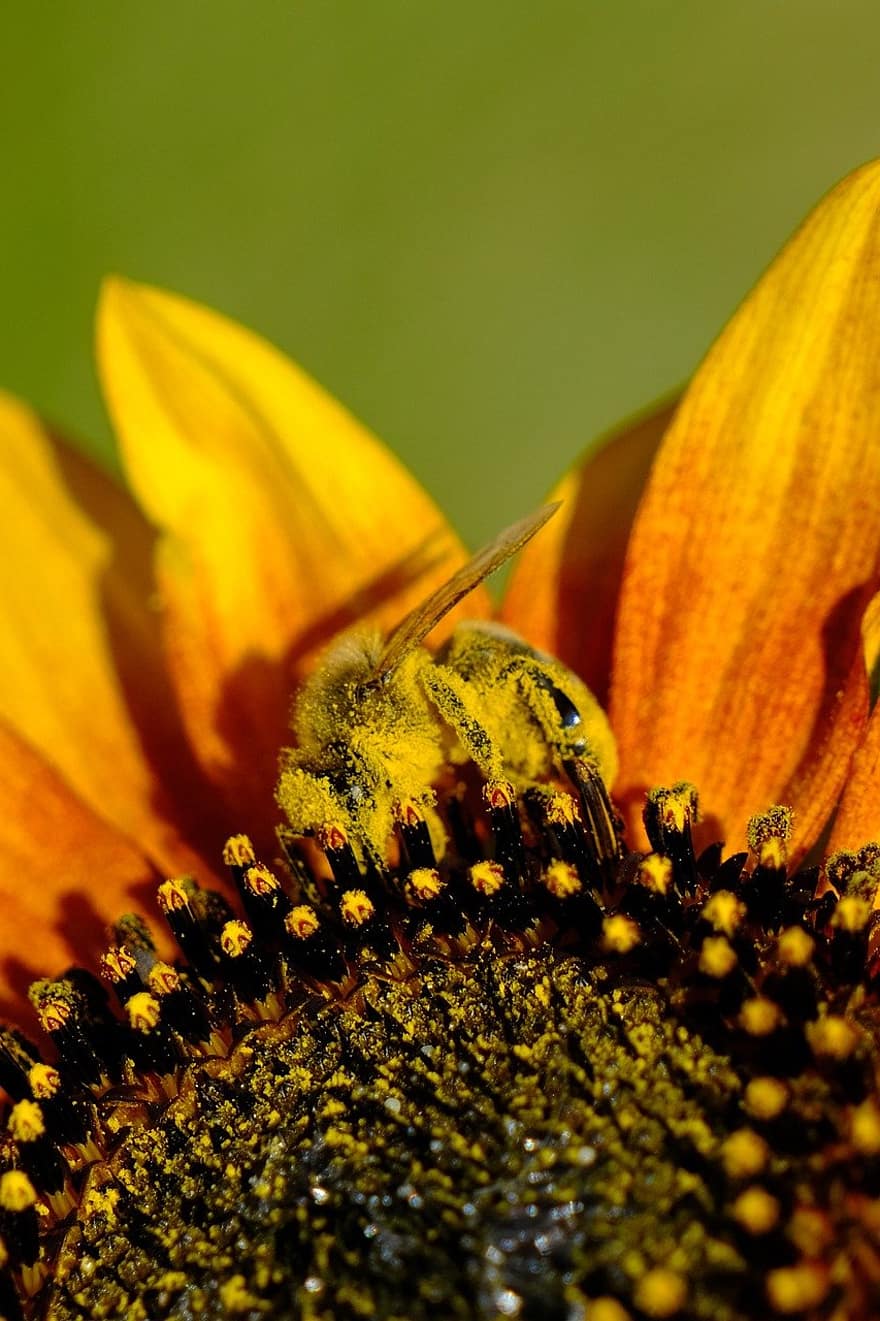 bite, kukaiņi, apputeksnēt, raksturs, makro, dzeltens, tuvplāns, zieds, augu, vasarā, apputeksnēšana