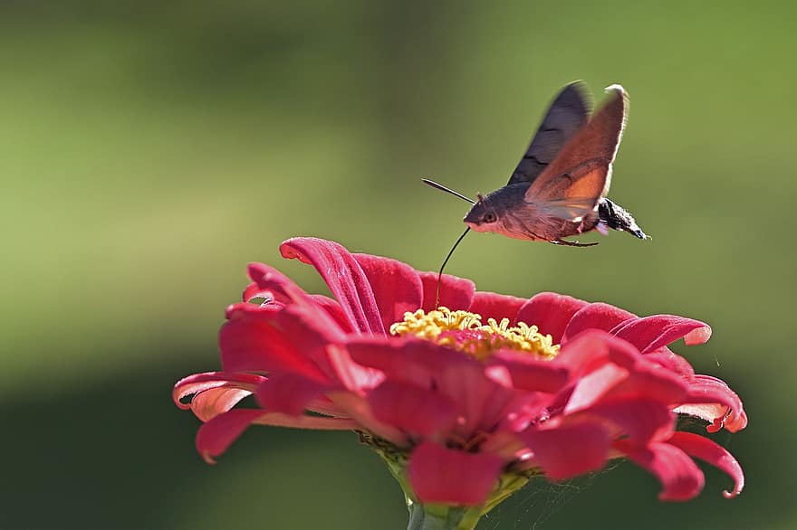 falena falco colibrì, insetto, zinnia, falena falena, falena, proboscide, nettare, estate, fiore, giardino, natura