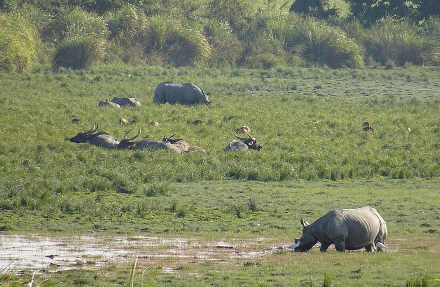 nosorožec, jeden rohatý, zvíře, divoký, volně žijících živočichů, ohroženy, unicornis, kaziranga, národní park, útočiště, assam