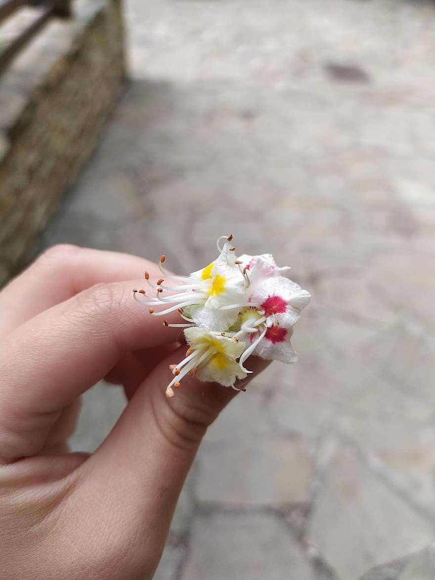 flor, Flor en, mano