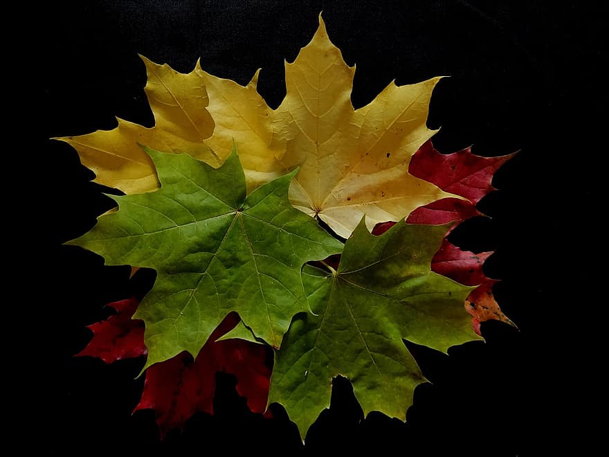 秋、葉、楓葉、紅葉、秋の季節、落葉、森林