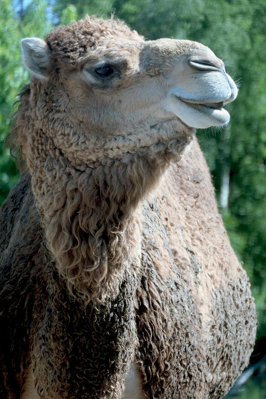 καμήλα, ζώο, αραβική καμήλα, θηλαστικό ζώο, κεφάλι