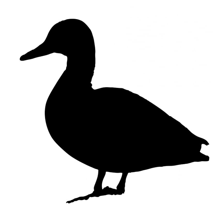 Ente, Vogel, Tier, schwarz, Weiß, Silhouette, Hintergrund, isoliert