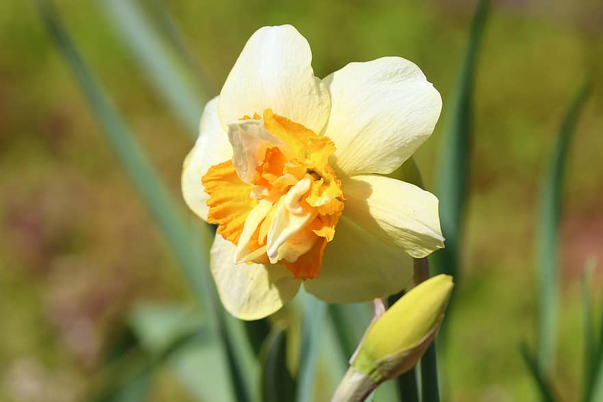 нарцис, квітка, бутон, пелюстки, жовта квітка, narcissus pseudonarcissus, дикий нарцис, весняна квітка, весняне пробудження, ранній квітучий, початок весни