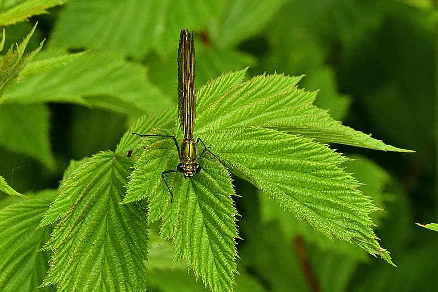 Dragonfly, Green, Nature, Close Up, Leaf, Flight Insect, Shiny, Grass
