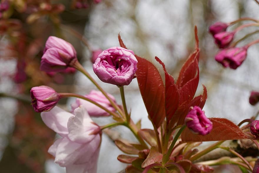 flors, flor de cirerer, brot de flor, perilla, Blossom Bud, flor, cirera japonesa, primavera, estacional