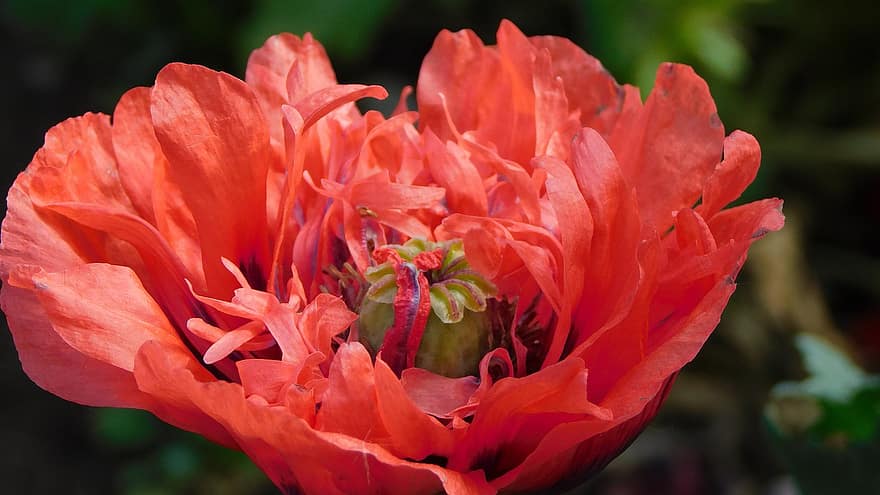 opium, bunga, opium merah, bunga merah, kelopak, kelopak merah, berkembang, mekar, flora, alam