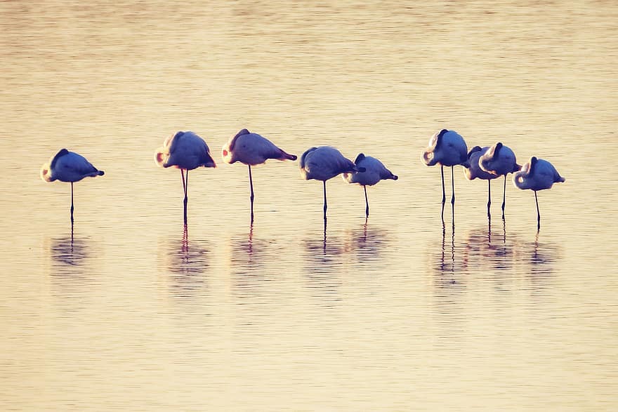 flamingos, ezers, raksturs, putni, ūdens, dzīvniekiem savvaļā, zils, grupai, spalvu, knābis, pārdomas