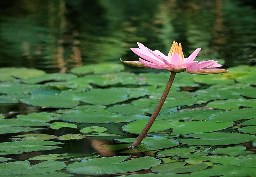 Flower, Lily, Water Lily, Petals, Water Plant, Pistils, Aquatic, Blossom, Pond, Bloom, Nymphaea
