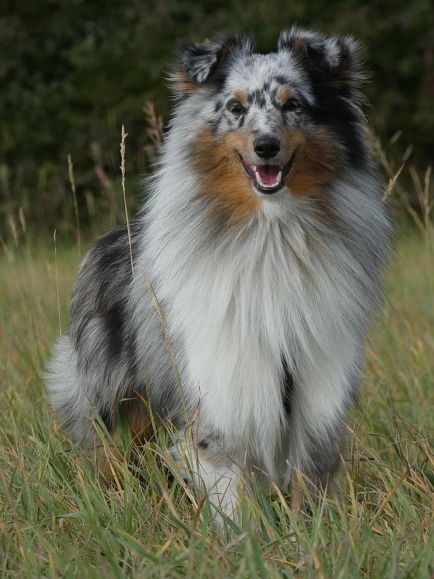 de herdershond van Shetland, hond, sheltie, huisdieren, rasechte hond, schattig, hoektand, gras, herdershond, één dier, puppy