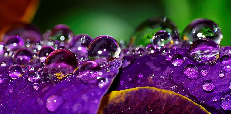 Drop Of Water, Color, Close Up, Wet, Macro, Garden, Flower, Beaded, Structure, Violet, Colorful