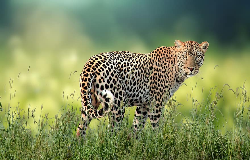 leopardo, felino, carnívoro, predador, animal, caçador, jardim zoológico, fauna, gato grande, animais selvagens, grama