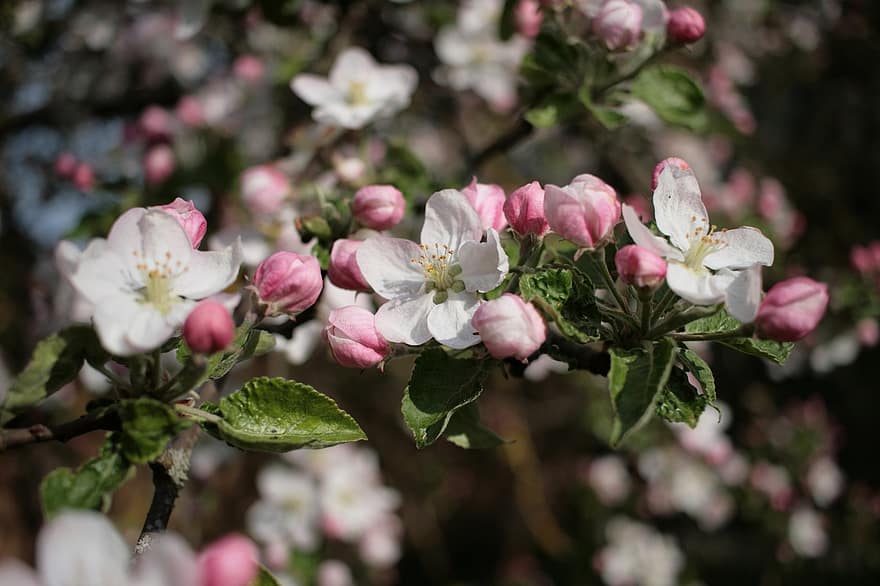 flores de maçã, flores, ramo, pétalas, flores brancas, flor, Flor, árvore de maçã, Primavera, natureza, fechar-se