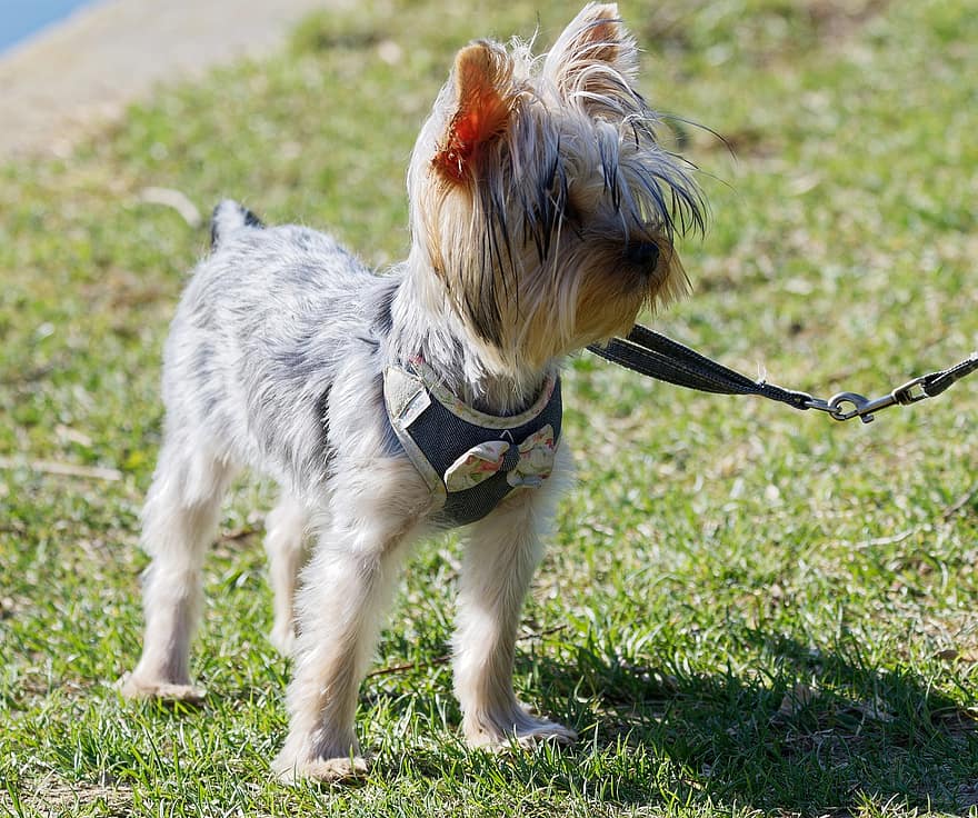 Dog, Yorkshire Terrier, Animal, Grass, Leash, Canine, Pet, Breed, pets, cute, purebred dog