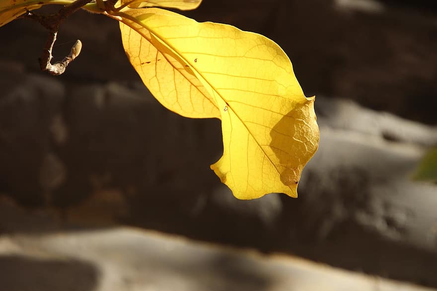 Leaf, Plant, Autumn, Yellow Leaf, Branch, Flora, Fall, Nature, Closeup, Yellow Leaves