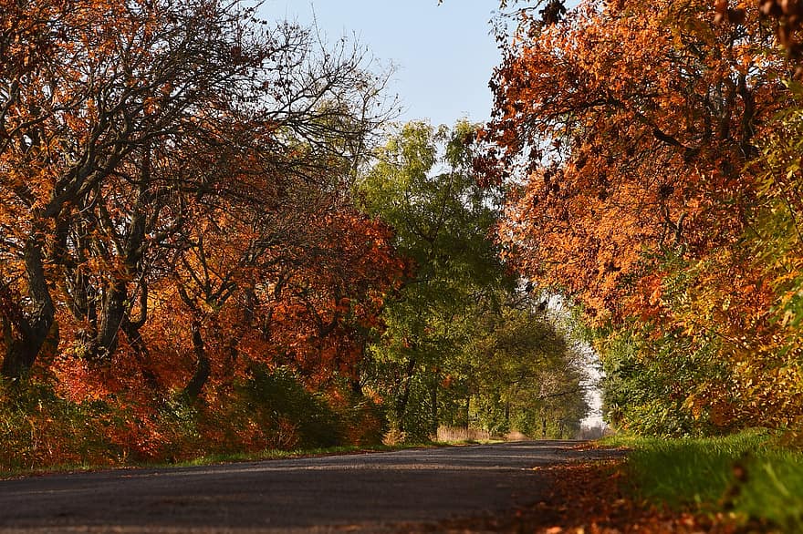 Autumn, Road, Avenue, Street, Pavement, Lane, Tree Lined, Trees, Leaves, Foliage, Autumn Leaves