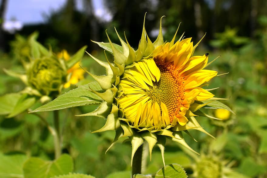 auringonkukka, keltainen, puoliksi suljettu, kesä, kukka, kukinta, auringonpaiste
