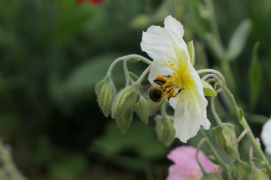 abella, insecte, flor, flor blanca, brots, planta, jardí, naturalesa