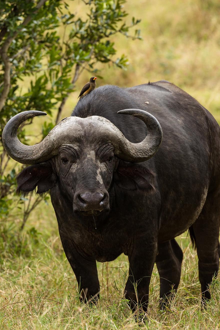 Wasserbüffel, Tier, Wiese, afrikanischer Büffel, Kap Büffel, Hörner, Säugetier, Tierwelt, Wildnis, Natur, Safari