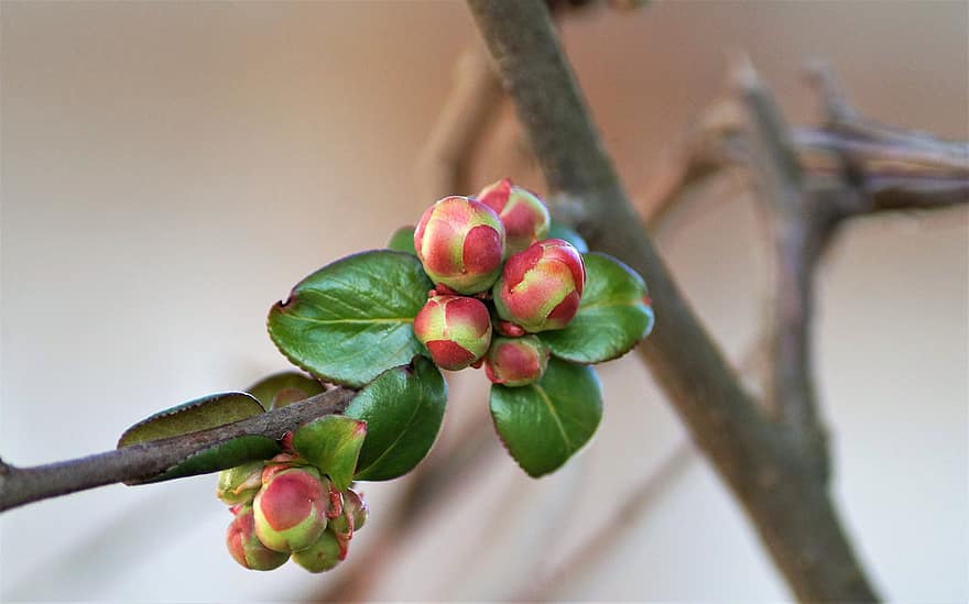 La mela cotogna di Maule, fiore, gemme, albero, pianta, ramo, primavera, fioritura, fiorire, natura