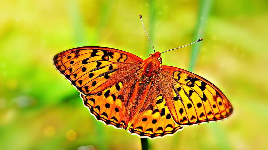 zilvergeslepen parelmoervlinder, vlinder, insect, natuur, tuin-, biologie