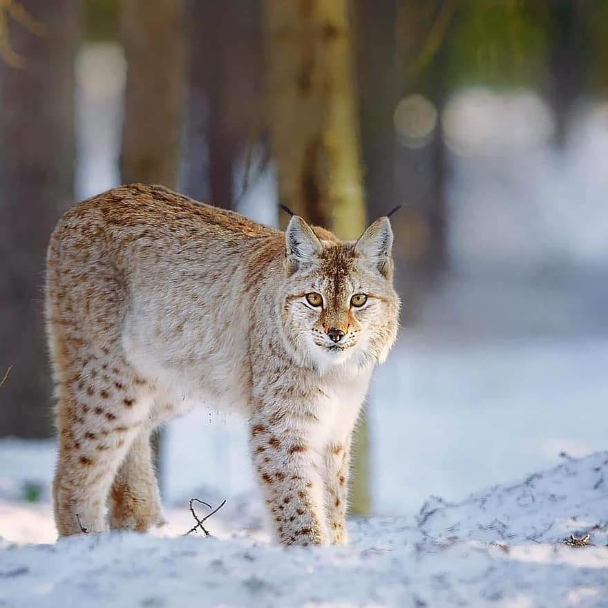Lynx, animal, neige, faune, mammifère, chat sauvage, hiver