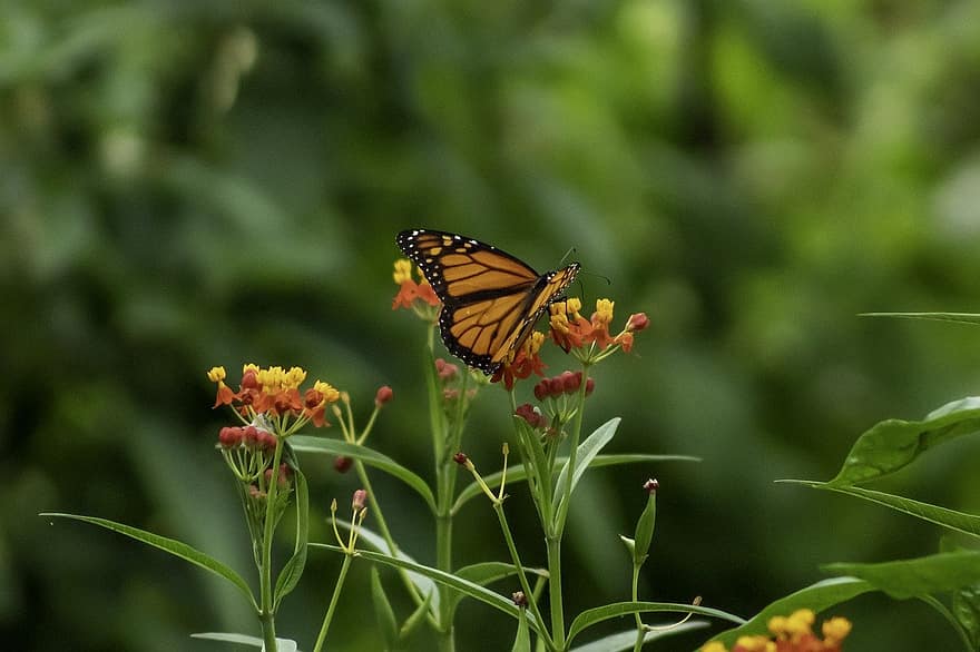 бабочка, бабочка монарх, чешуекрылые, опыление, цветы, энтомология, насекомое, природа, цветение, цвести, крылья бабочки