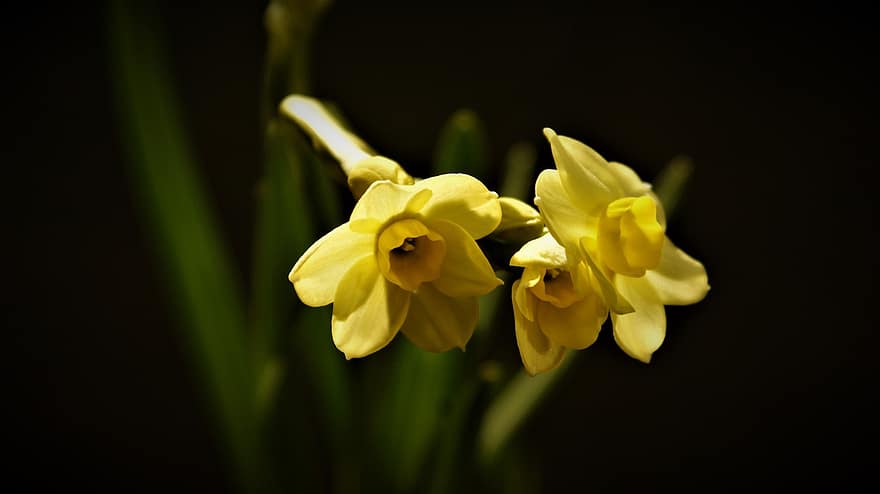 gele narcis, bloemen, fabriek, bloemblaadjes, gele bloemen, bloeien, de lente, flora, tuin-, natuur