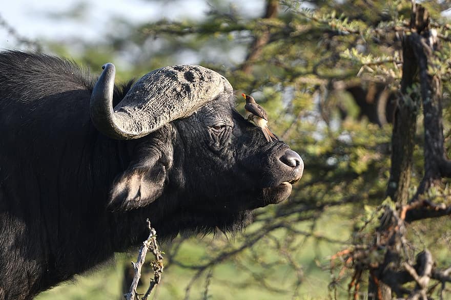 Afrikaanse buffel, dier, Masai Mara, Afrika, dieren in het wild, zoogdier, gehoornd, safari dieren, water Buffel, gras, vee