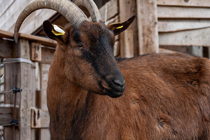 Goat, Horns, Livestock, Animal, Farm Animal, Mammal, Domestic Goat, Ruminant, Ungulate