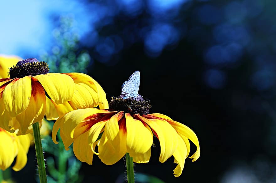 sommerfugl, blomster, petals, natur, insekt, vinger, biologi, anlegg, antenne