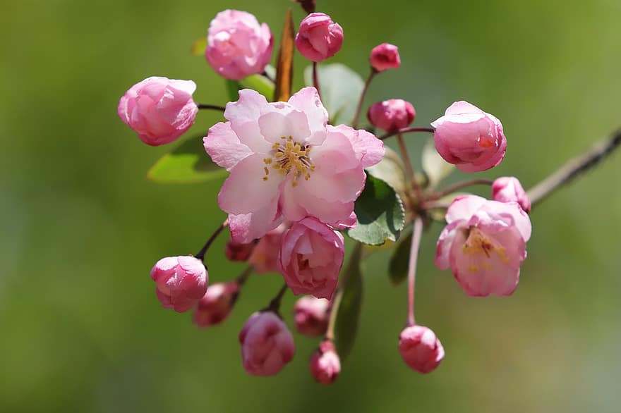 春、フラワーズ、庭園、アラベスクフラワー、リンゴの花、成長、植物学、花びら、マクロ、自然、咲く