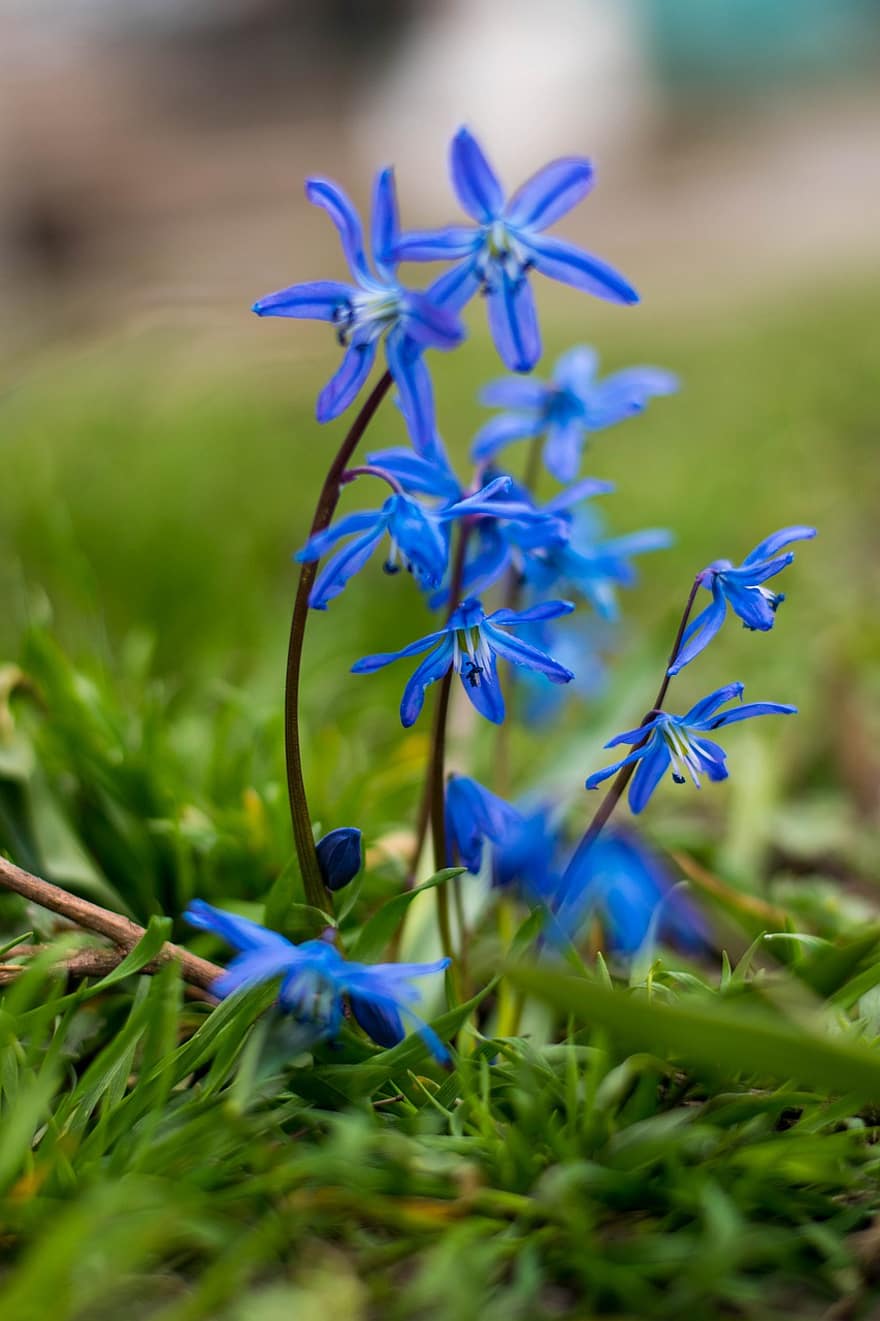 niebieskie kwiaty, kwiaty, płatki, niebieskie płatki, kwiat, kwitnąć, flora, Natura, rośliny, rośliny kwitnące, wiosna