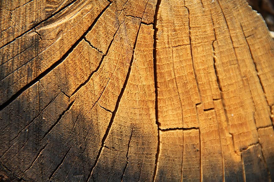 dřevo, zblízka, log, obilí