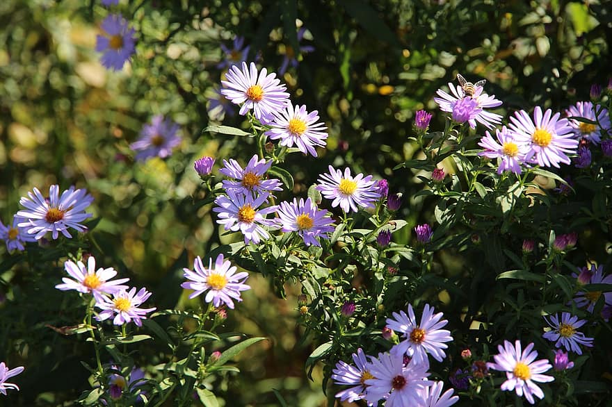Flowers, Astra, Astra Novoblogika, Santbrink, Plant, Symphyotrichum Novi-belgii, Bloom, Flower Bed, Flora, Colorful, Nature